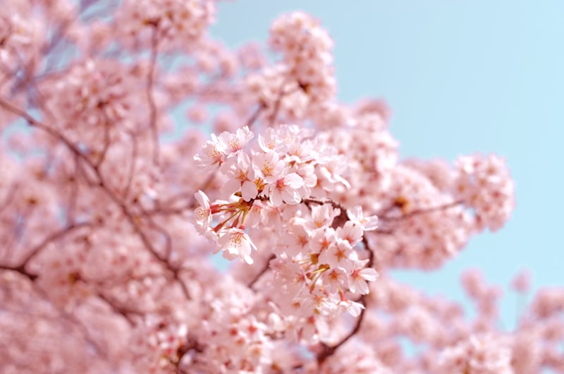 上野公園の桜